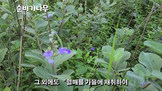 102편 순비기나무, 해녀들의 만성두통 치료제 смотреть онлайн