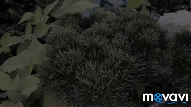 Зарисовки из волшебного сада Оли Молчановой/ август 2019/ смотреть онлайн
