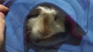 Морских свинок выбросили на улицу! Жестокие люди! / Морские свинки созданы для любви!