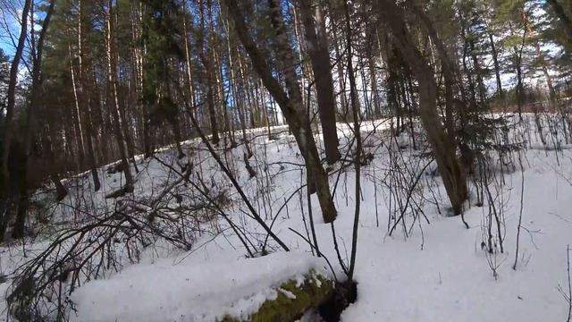 ПРОГУЛКА ПО ВЕСЕННЕМУ ЛЕСУ смотреть онлайн