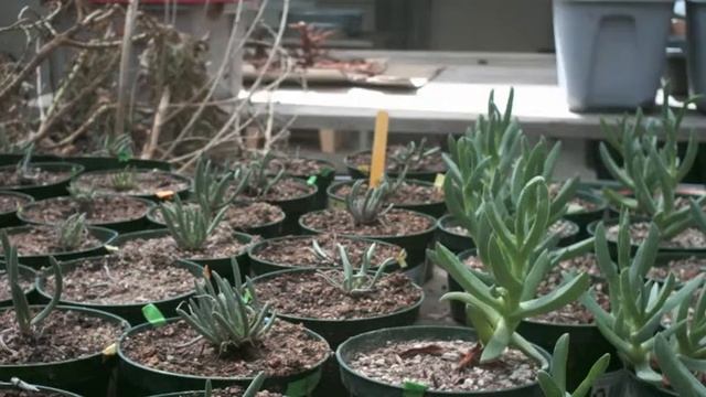 Carpobrotus and Dudleya Time-lapse смотреть онлайн