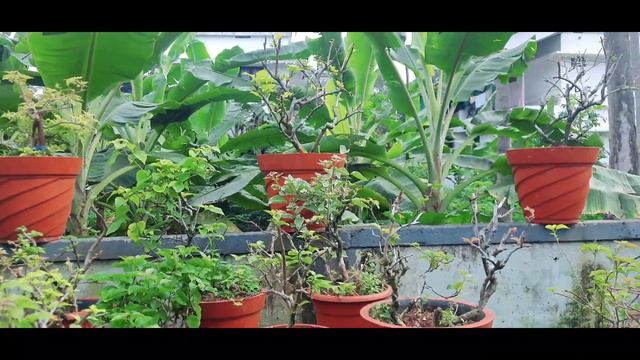 Bogainvillea Updation/Best Fertilizer Of Bogainvillea/ഇപ്പോൾ ബോഗൻവില്ലക്ക് ചെയ്യേണ്ടത്/Caring Tips
