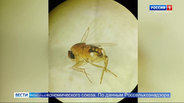 В Архангельске обнаружили муху горбатку в партии фруктов смотреть онлайн