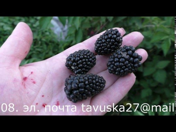 ВАЛЬДО (Waldo), вкусный сорт ежевики бесшипной.