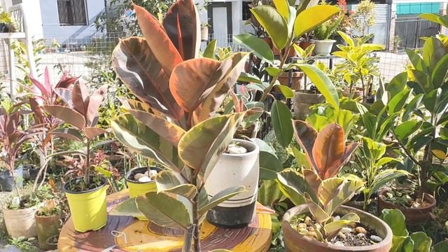 Rubber plant ruby | Propagation смотреть онлайн