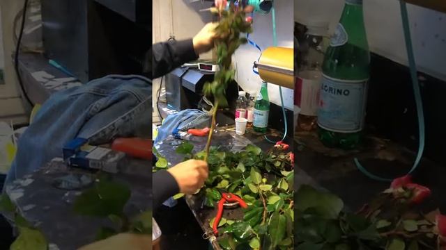 Как правильно собрать цветы в букет смотреть онлайн