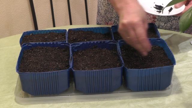 #4 СЕЕМ ЛУК! Лук порей и лук репчатый из семян. смотреть онлайн