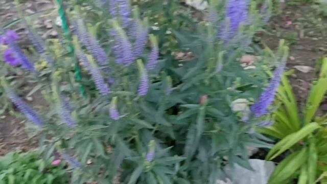 Будни садовода, многолетники, сеянцы пальм смотреть онлайн
