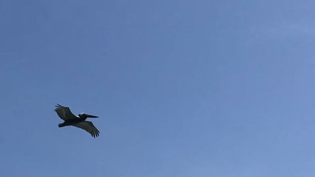 Доминикана 2016. #ПунтаКана #NowGarden. Now Garden, Now Larimar.