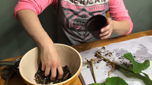 Plants 🌱 presents 🎁 & potting 🌎 смотреть онлайн