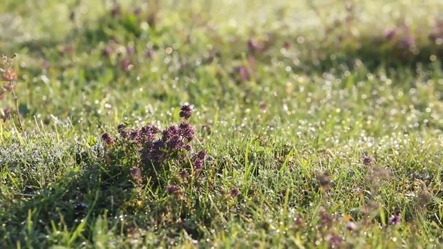 Ахалтекинские лошади смотреть онлайн