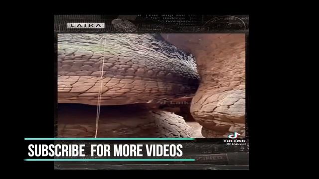 Underground Giant Snake..(2023)