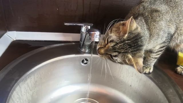 ГАЙД НА СОК / МОЕ УТРО