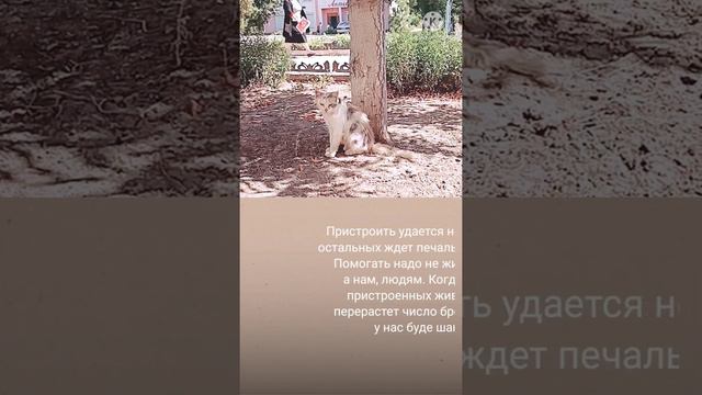 Кошечка в добрые руки. смотреть онлайн