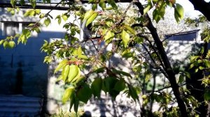 Монилиальный ожог. Болезни абрикоса.