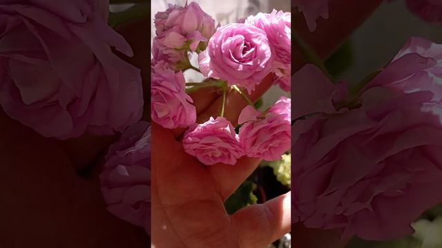 Пеларгония Ю-Мерлизон 2 , в полном роспуске. #сортовыепеларгонии #пеларгонии #черенкипеларгоний смотреть онлайн