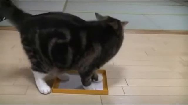 Все котики любят коробки смотреть онлайн