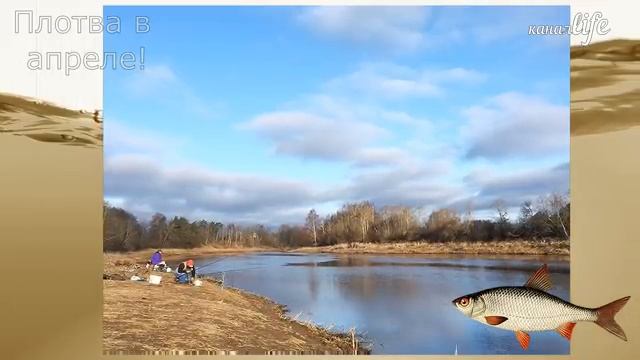 Как и на что ловить плотву с берега в апреле? Когда у плотвы жор весной? смотреть онлайн