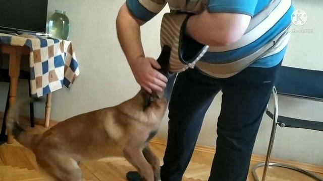 Малинуа Benar KernelDog 4 мес., первый раз пробуем рукав GAPPAY для щенков,дома,пока на улице мороз смотреть онлайн