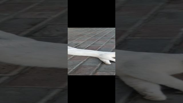 Котофей Снежный предпочитает отдыхать вот так!