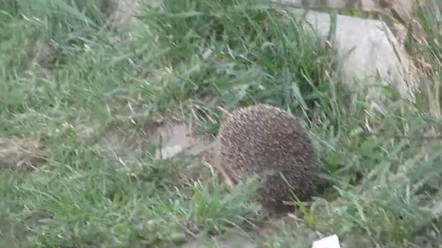 European Hedgehog - Erinaceus europaeus. Сommon Hedgehog | #Animals смотреть онлайн