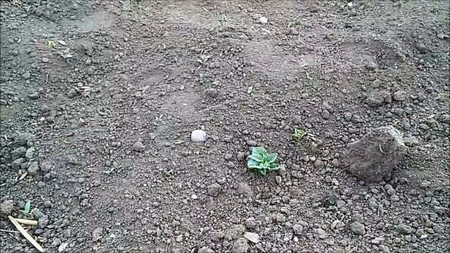 Пора полоть картошку. Ранние всходы смотреть онлайн