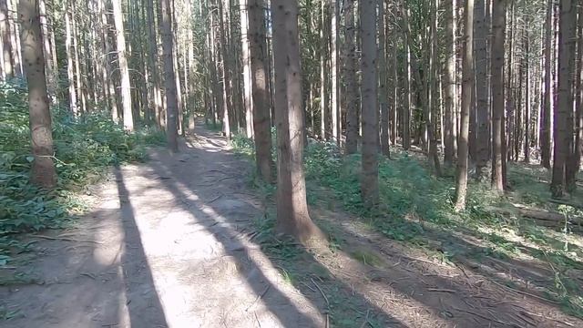 В поисках САМОГО ДРЕВНЕГО ДЕРЕВА смотреть онлайн
