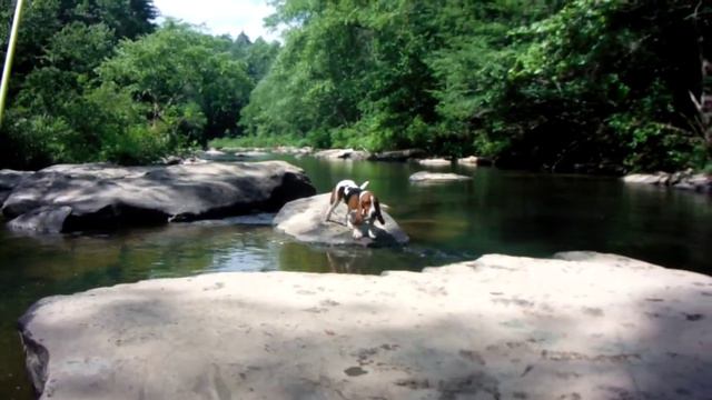 T-Rex The Jumping Basset & Droopy Jasper The Lazy Bloodhound смотреть онлайн