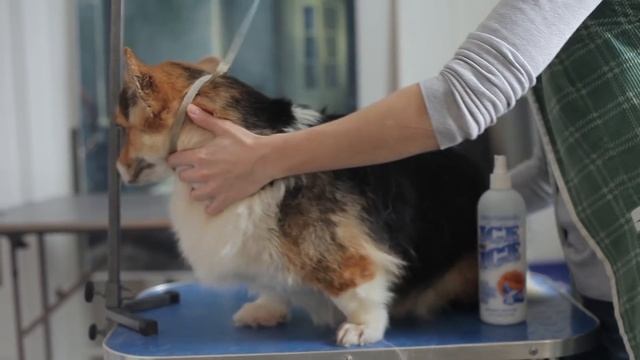 Как помыть овчарку вельш корги пемброк: помывка, сушка и оформление лап собаки. смотреть онлайн