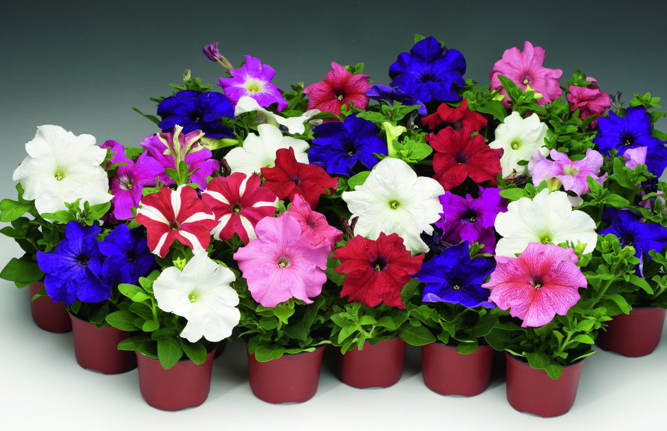 БУДЕМ ВЫРАЩИВАТЬ РАССАДУ В ГОРШОЧКАХ ИЗ ЛЕРУА МЕРЛЕН!!! смотреть онлайн