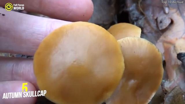 Top 10 Most POISONOUS MUSHROOMS in the World - Deadly Mushrooms смотреть онлайн