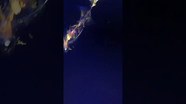 глубоководный кальмар Planctoteuthis смотреть онлайн