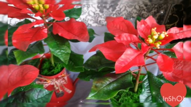 рождественская звезда (пуансеттия) смотреть онлайн