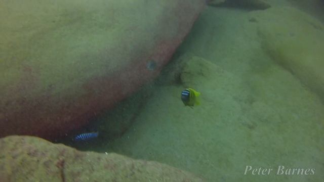 Metriaclima sp 'zebra gold' at Nkhata Bay смотреть онлайн
