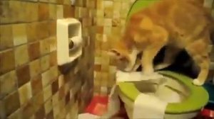 Как коты ходят в человеческий туалет!!!