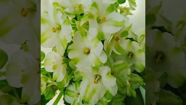 Фиалка химера Крокодил Гена смотреть онлайн