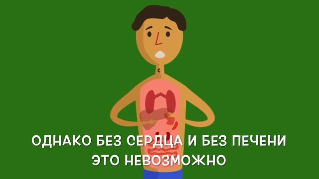 Почему печень — уникальный орган? 0+