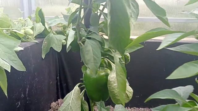 Перец из семян магазинного перца. Эксперимент удался! смотреть онлайн