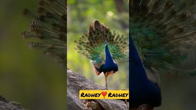 Hare Krishna Mantra #love #god #bhakti #harekrishna смотреть онлайн