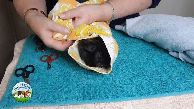 Guinea pig Cutting of Dark Nails 5 fail safe steps - Lyn from Cavy Central смотреть онлайн