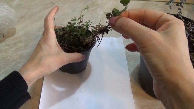 Укоренение КЛЮКВЫ (Oxycóccus, Cranberry) в домашних условиях. Выращивание клюквы в жарком климате. смотреть онлайн