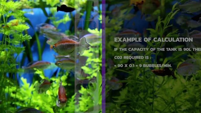 How to Calculate the CO2 Bubbles/Min. for your Aquarium │ B2B#03 │ AQUA BOY смотреть онлайн