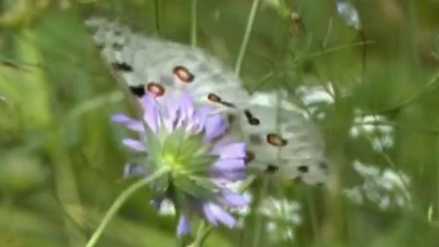 "Времена года по Керженский" Часть 2. "Лето по Керженски" смотреть онлайн