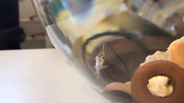 Как живет наша рыбка. ? Почему у нее пропадают полоски. Наш маленький круглый аквариум. смотреть онлайн