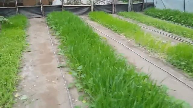 Двойная польза сидератов.Октябрь-ремонтантная малина. смотреть онлайн