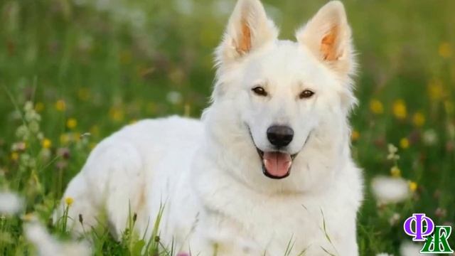 - Никаких собак в доме! – с ужасом закричал муж Варе, увидев белоснежную собаку в коридоре смотреть онлайн