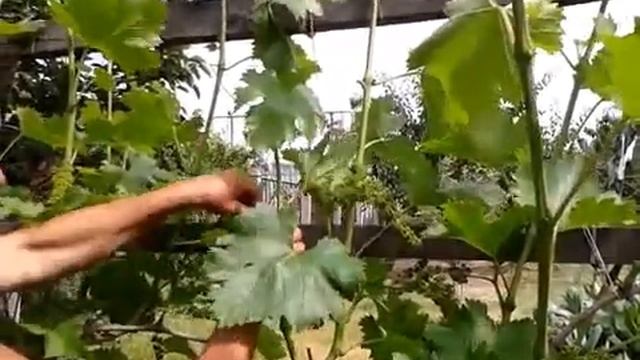 Обрезка винограда весной или в начале лета
