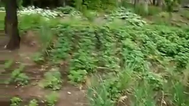 dacha v snt 'Novye sady' смотреть онлайн