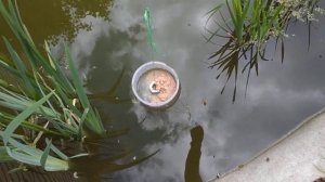 Самодельная кормушка для карасей в мой пруд