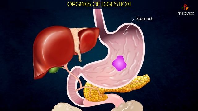 ORGANS OF DIGESTION - Animated Introduction to gastrointestinal physiology смотреть онлайн